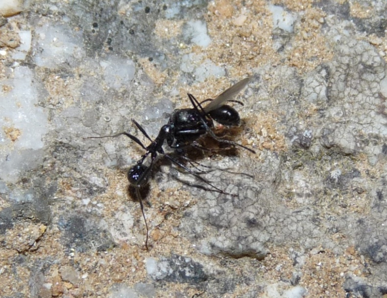 Strano comportamento Aphaenogaster